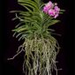 Fine Art Print Vanda Pantone Pink Plant by Kevin G Saunders
