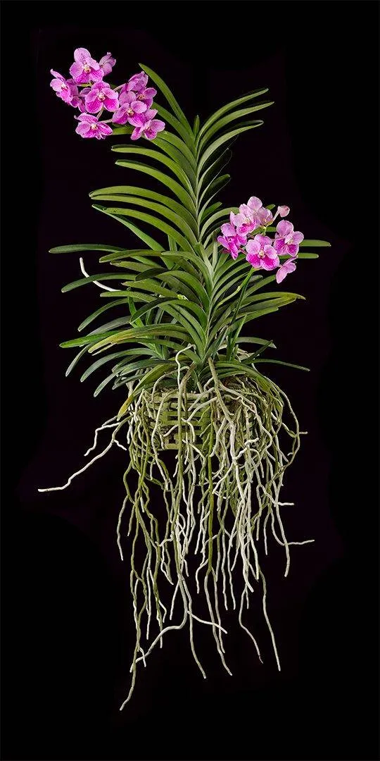 Vanda Pantone Pink - Plant