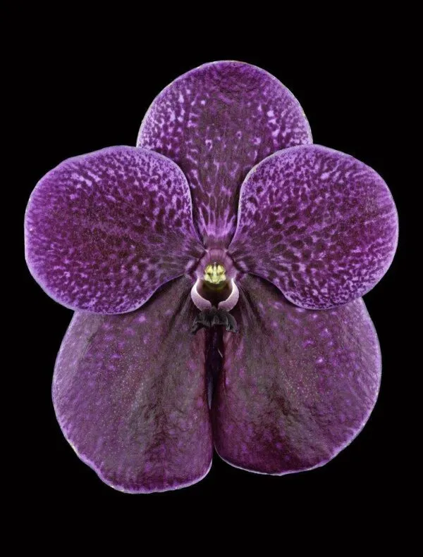 Vanda Roberts Delight - Bloom