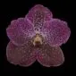Fine Art Print Vanda Rosemary Fuller Bloom by Kevin G Saunders