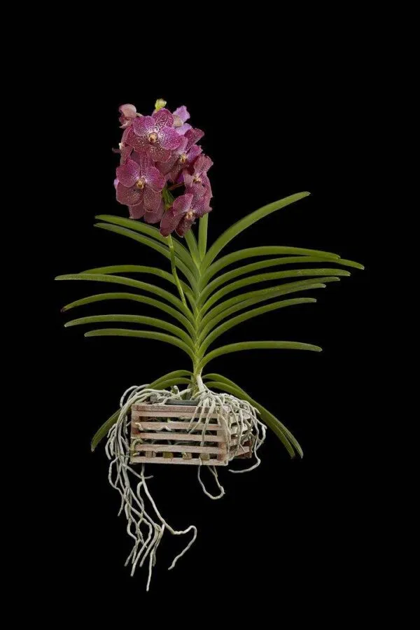 Vanda Rosemary Fuller - Plant