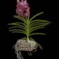 Fine Art Print Vanda Rosemary Fuller Plant by Kevin G Saunders