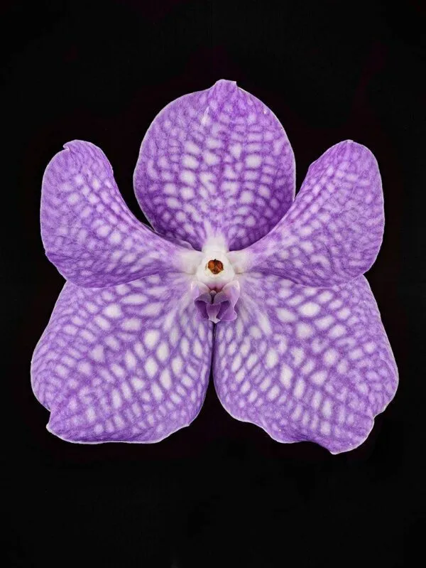 Vanda Sansai Blue - Bloom
