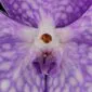 Fine Art Print of Vanda Sansai Blue Bloom Close by Kevin G Saunders
