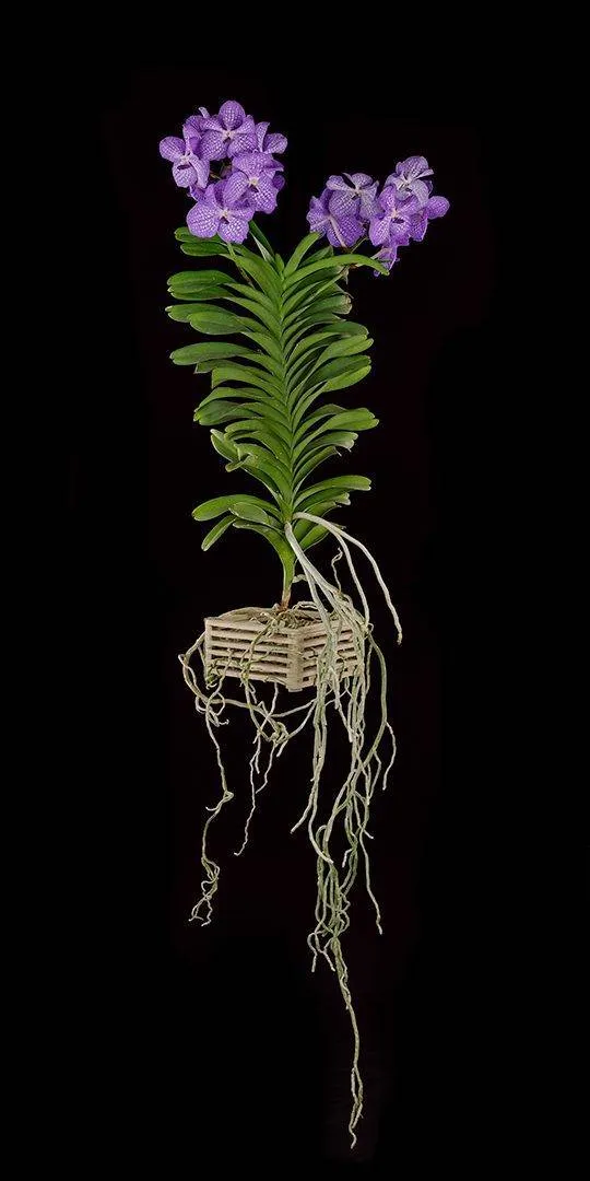 Vanda Sansai Blue - Plant