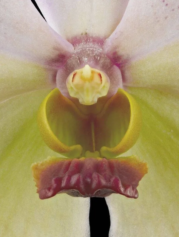 Vanda Tang See Hang 'Cathy and Frank Burzik' - Bloom Close