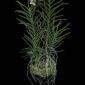 Fine Art Print Vanda Tang See Hang Cathy and Frank Burzik Plant by Kevin G Saunders