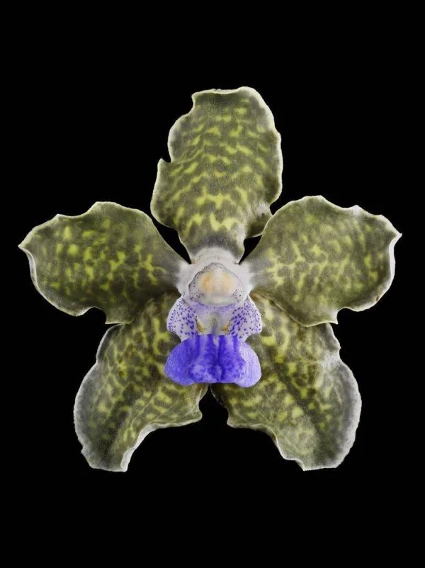 Vanda Tessellata 'Leopard' - Bloom