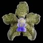 Fine Art Print Vanda Tesselata Leopard Bloom by Kevin G Saunders