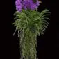 Fine Art Print Vanda Thailand Beauty Blue Plant by Kevin G Saunders