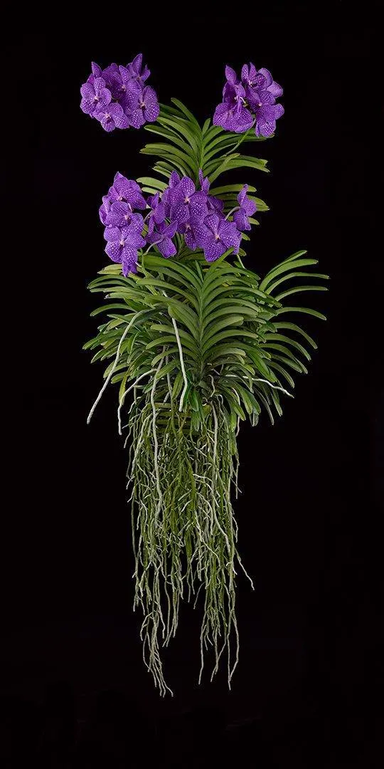 Vanda Thailand Beauty - Plant