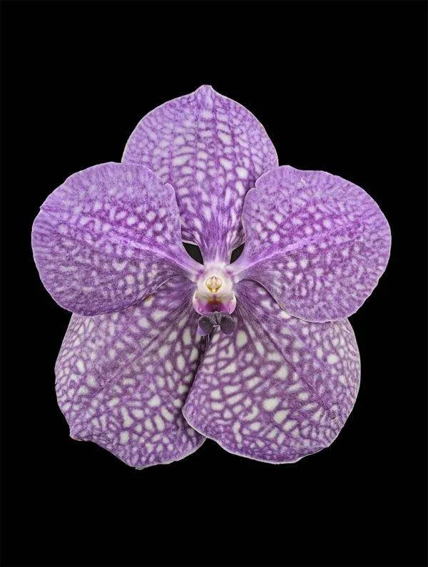 Vanda Tokyo Blue Sapphire - Bloom