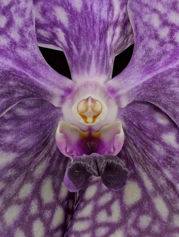Vanda Tokyo Blue Sapphire Bloom Close Fine Art Print of Vanda Tokyo Blue Sapphire Bloom Close by Kevin G Saunders
