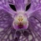 Fine Art Print of Vanda Tokyo Blue Sapphire Bloom Close by Kevin G Saunders