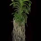 Fine Art Print Vanda Tokyo Blue Sapphire Plant by Kevin G Saunders