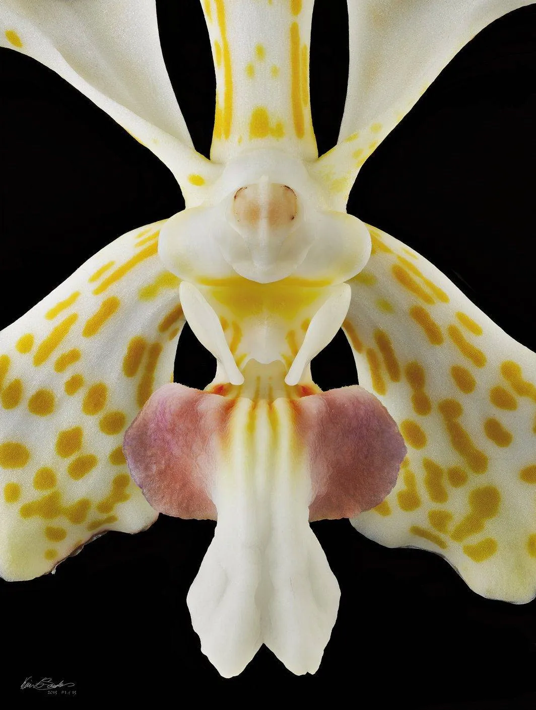 Vanda Tri Color - Bloom Close