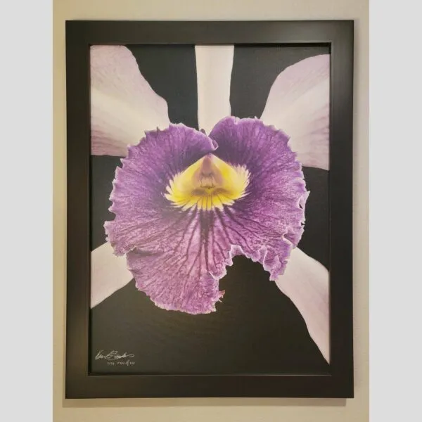 Kevin G Saunders Self-Taught Print Vanda Roberts Delight - Plant - Hyperrealistic Fine Art Print by Kevin G. Saunders, KGS Studios