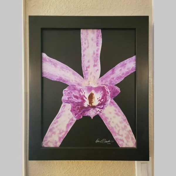 Hyperrealistic Orchid Investment Vanda Roberts Delight - Bloom - Hyperrealistic Fine Art Print by Kevin G. Saunders, KGS Studios