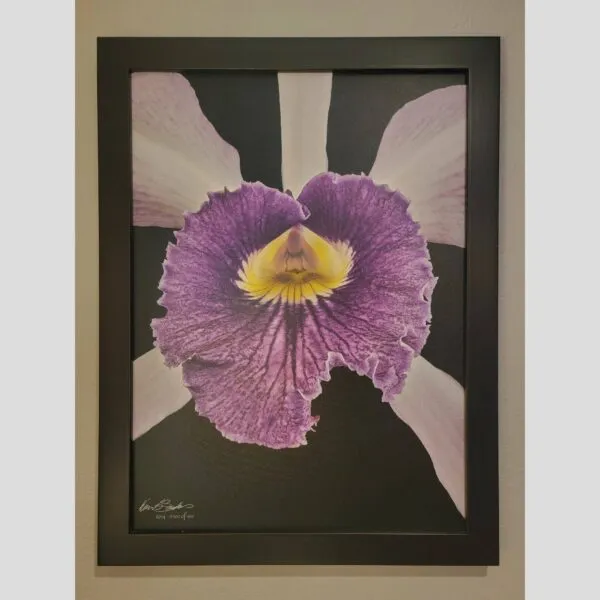 Kevin G Saunders Fine Orchid Art Huernia Confusa - Bloom - Hyperrealistic Fine Art Print by Kevin G. Saunders, KGS Studios