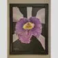 Huernia Confusa - Bloom - Hyperrealistic Fine Art Print by Kevin G. Saunders, KGS Studios