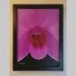 Luxury Fine Art Orchid Print