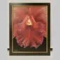 Laeliocattleya C.G. Roebling - Bloom - Hyperrealistic Fine Art Print by Kevin G. Saunders, KGS Studios