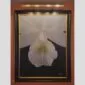 Rlc. Niña Consentida - Plant - Hyperrealistic Fine Art Print by Kevin G. Saunders, KGS Studios