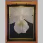 Rlc. Niña Consentida - Bloom Close - Hyperrealistic Fine Art Print by Kevin G. Saunders, KGS Studios
