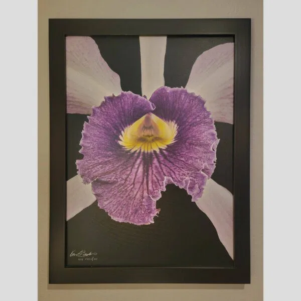 Framed Orchid Study - Documentation - 81 Photographic documentation of a physical, museum-grade orchid study and custom frame by Kevin G. Saunders. This close-up capture verifies the material texture and depth of the manual artistry produced at 107 Blue Star. Physical reality asset; not a digital mockup.