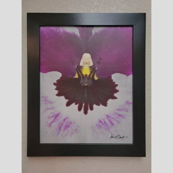 Kevin G Saunders Emotional Fine Art Miltoniopsis - Plant - Hyperrealistic Fine Art Print by Kevin G. Saunders, KGS Studios