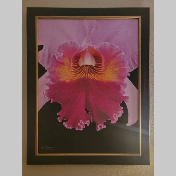 Luxury Botanical Fine Art Rlc. Sharon King 'Yuki' - Bloom Close - Hyperrealistic Fine Art Print by Kevin G. Saunders, KGS Studios