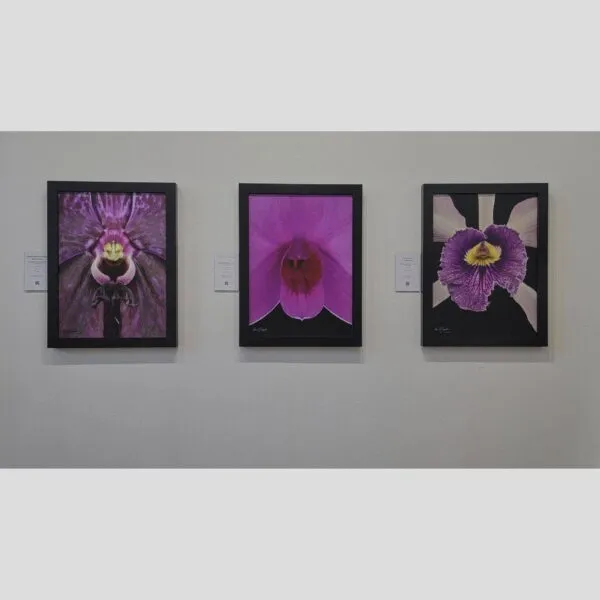 KGS Studios Bold Art Print Cattleya Caudebec 'Little Mother' - Bloom Close - Hyperrealistic Fine Art Print by Kevin G. Saunders, KGS Studios