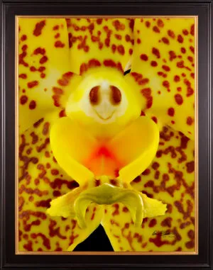 Framed Fine Art Orchid Print Ascda Kirk Hoo Yellow Dragon Bloom Close by Kevin G Saunders