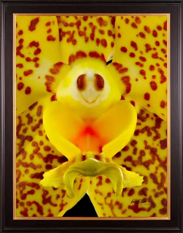 Framed Fine Art Orchid Print Ascda Kirk Hoo Yellow Dragon Bloom Close by Kevin G Saunders