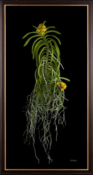 Framed Fine Art Orchid Print Ascda Kirk Hoo Yellow Dragon Plant by Kevin G Saunders