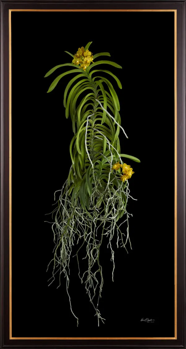 Framed Fine Art Orchid Print Ascda Kirk Hoo Yellow Dragon Plant by Kevin G Saunders