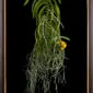 Framed Fine Art Orchid Print Ascda Kirk Hoo Yellow Dragon Plant by Kevin G Saunders