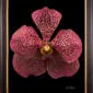 Framed Fine Art Orchid Print Ascda Tony Viggiani Bloom by Kevin G Saunders