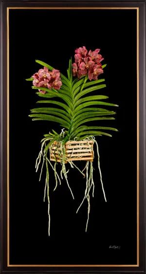 Framed Fine Art Orchid Print Ascda Tony Viggiani Plant by Kevin G Saunders