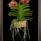 Framed Fine Art Orchid Print Ascda Tony Viggiani Plant by Kevin G Saunders