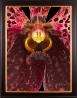 Framed Fine Art Orchid Print Ascda Tony Viggiani Bloom Close by Kevin G Saunders