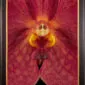 Framed Fine Art Orchid Print Ascda John de Biase Angela Bloom Close by Kevin G Saunders