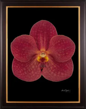Framed Fine Art Orchid Print Ascda John de Biase Angela Bloom by Kevin G Saunders