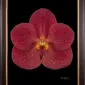 Framed Fine Art Orchid Print Ascda John de Biase Angela Bloom by Kevin G Saunders
