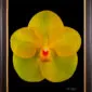 Framed Fine Art Orchid Print Ascda Fuchs Angel Frost Michael FCC AOS Bloom by Kevin G Saunders