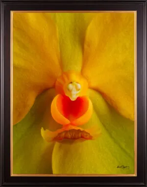 Framed Fine Art Orchid Print Ascda Fuchs Angel Frost Michael FCC AOS Bloom Close by Kevin G Saunders