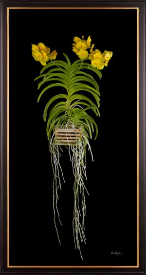Framed Fine Art Orchid Print Ascda Fuchs Angel Frost Michael FCC AOS Plant by Kevin G Saunders