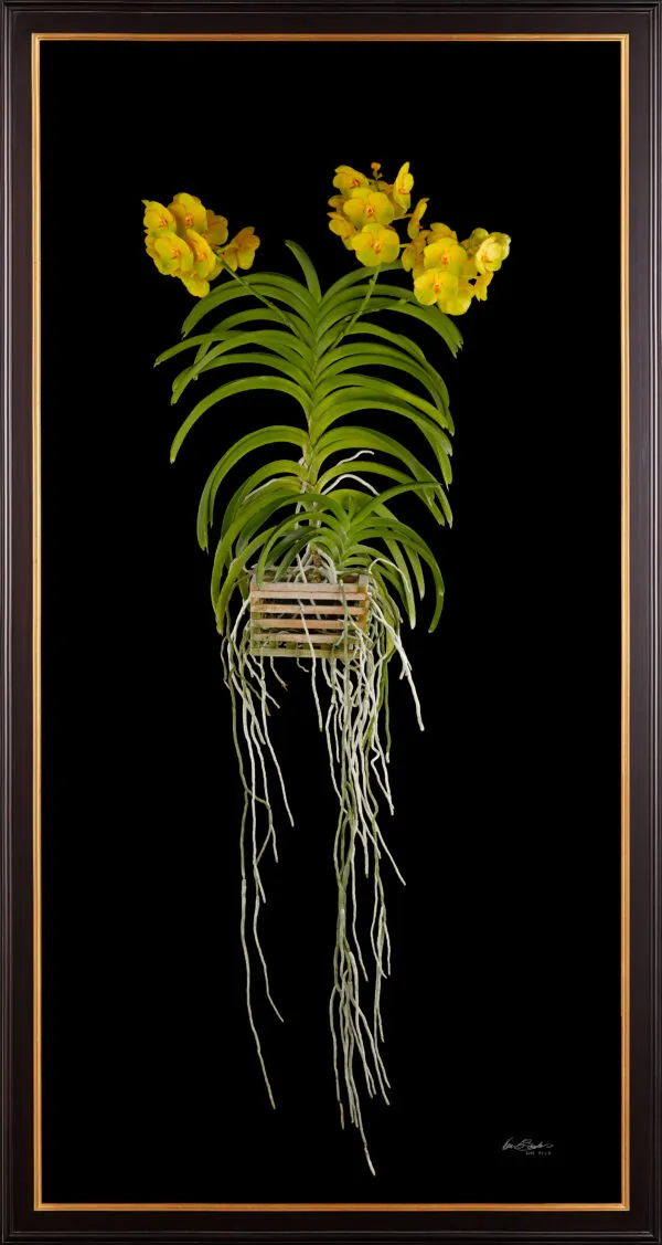 Framed Fine Art Orchid Print Ascda Fuchs Angel Frost Michael FCC AOS Plant by Kevin G Saunders