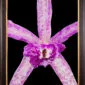 Framed Fine Art Orchid Print Bc Makai Louise AM AOS Bloom Close by Kevin G Saunders