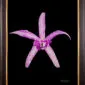 Framed Fine Art Orchid Print Bc Makai Louise AM AOS Bloom by Kevin G Saunders